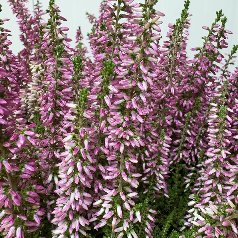 Composición rústica de ericas