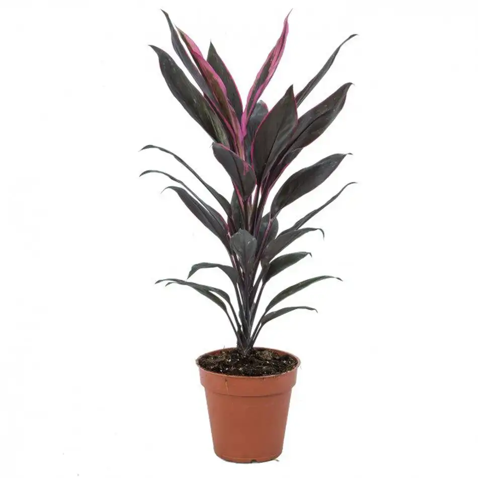 Cordyline verd