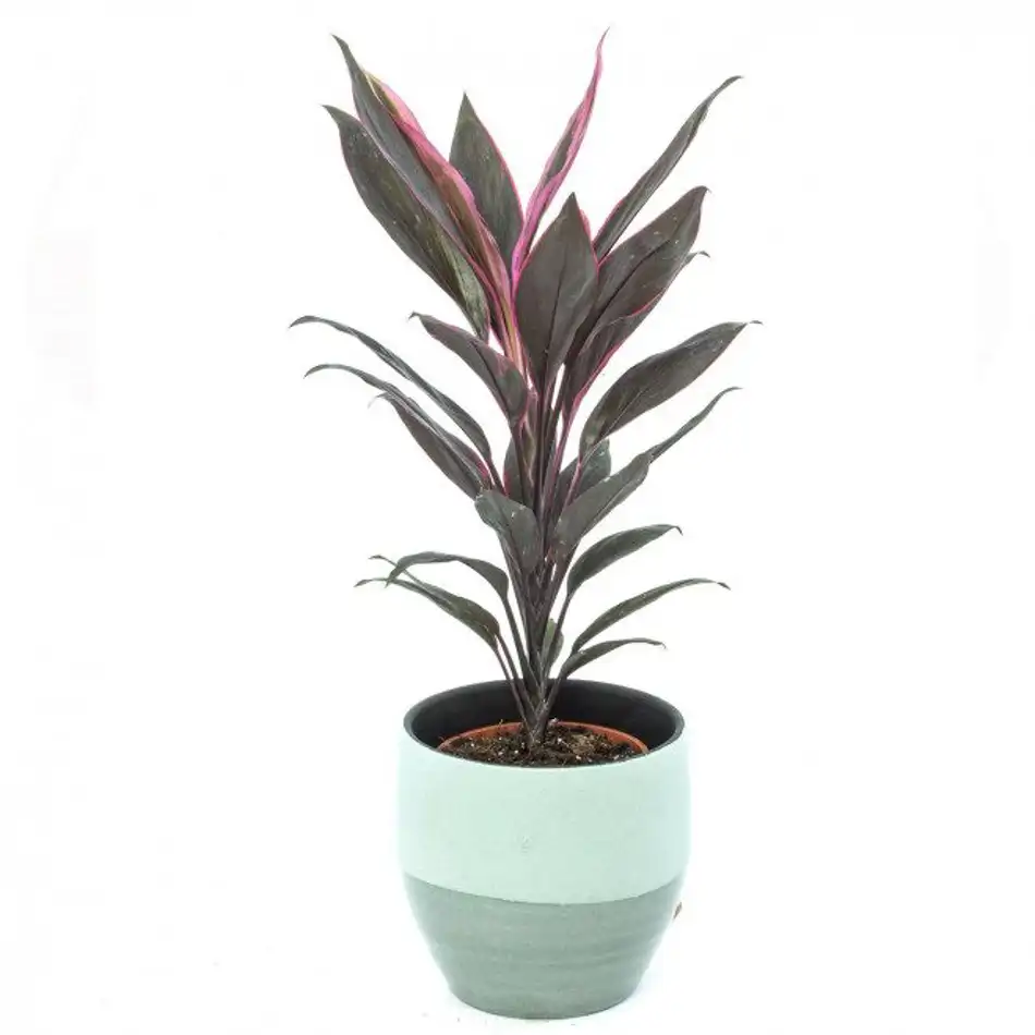 Cordyline verd