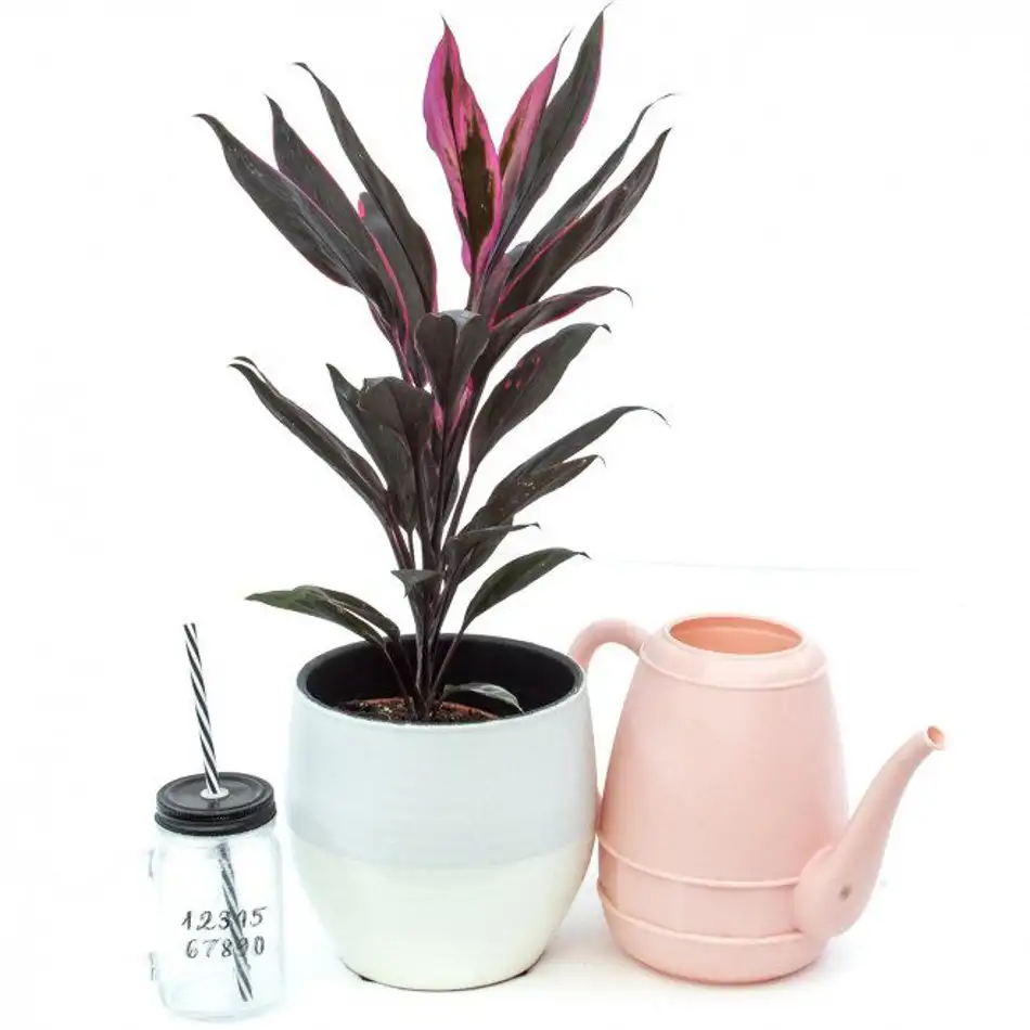 Cordyline verd