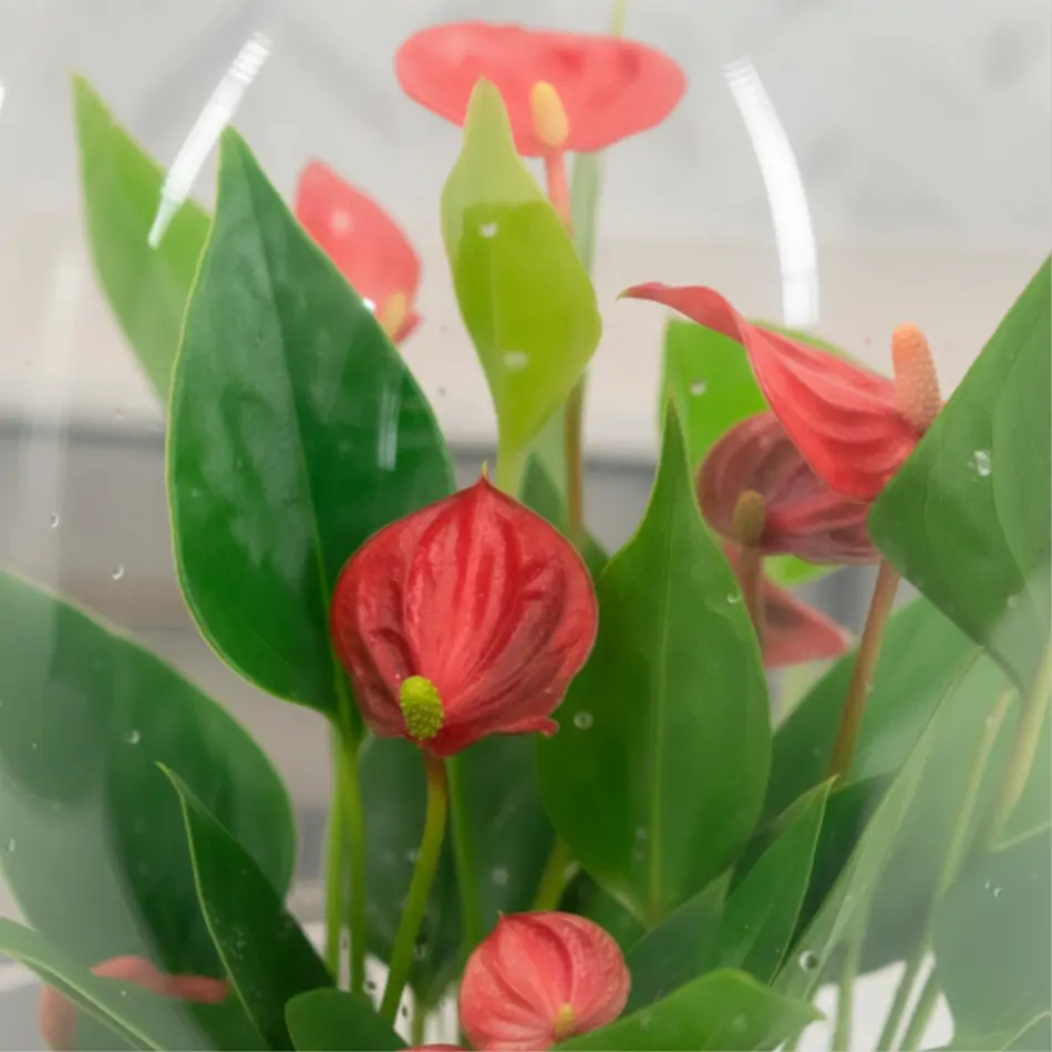 Cúpula de cristal con anthurium