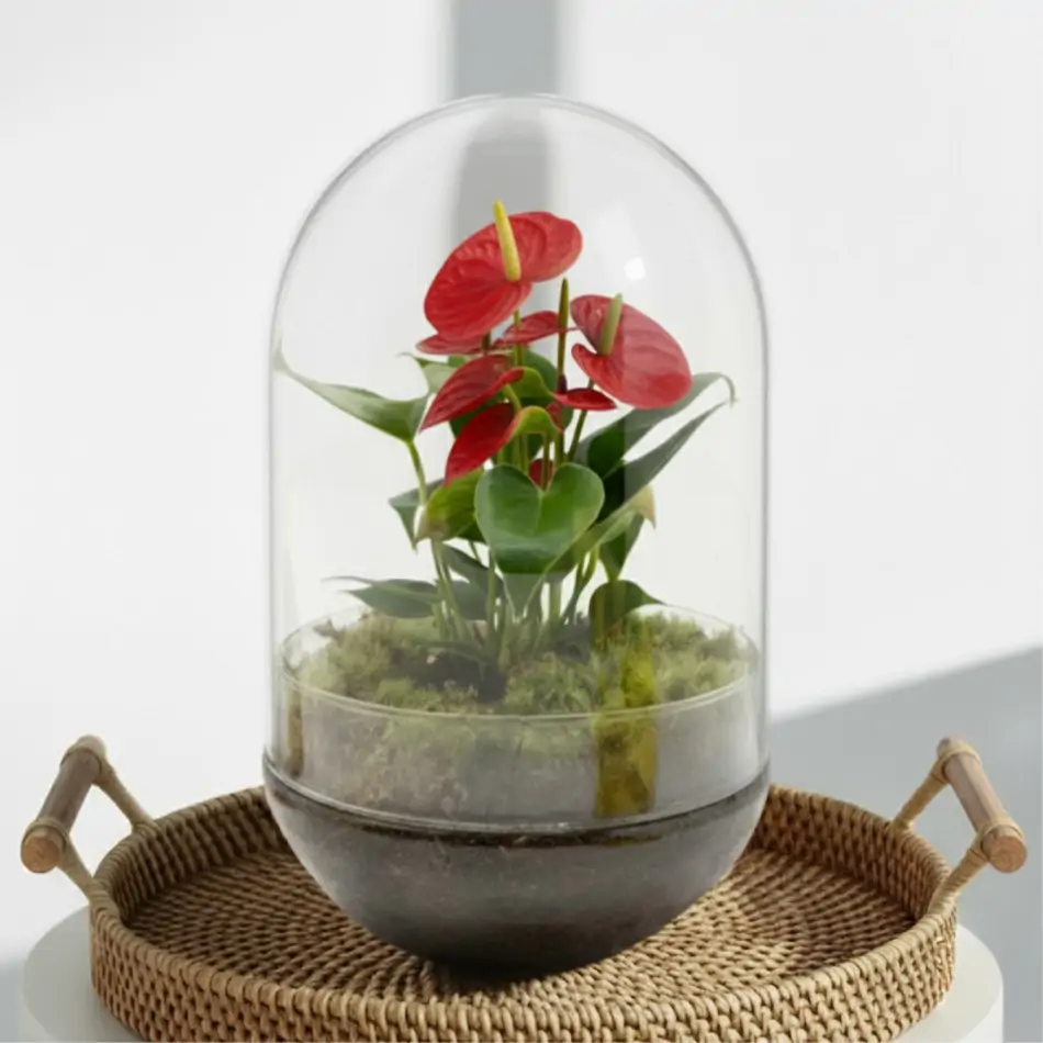 Cúpula de cristal con anthurium