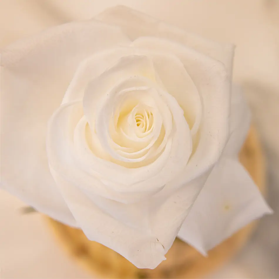 Cúpula de cristal con rosa liofilitzada en kokedama