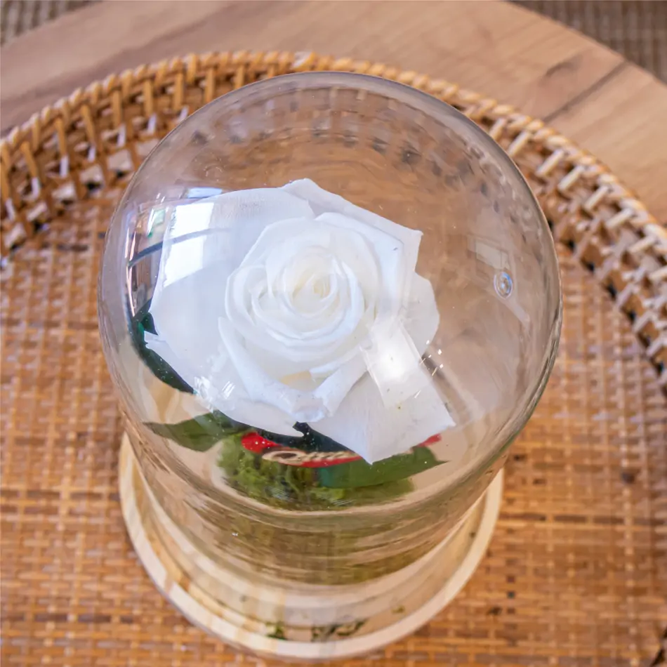 Cúpula de cristal con rosa liofilitzada en kokedama