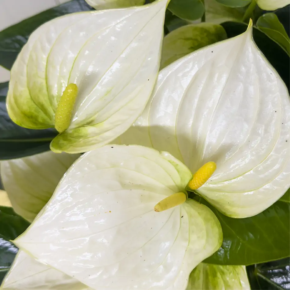 Elegante anthurium en base de fibra