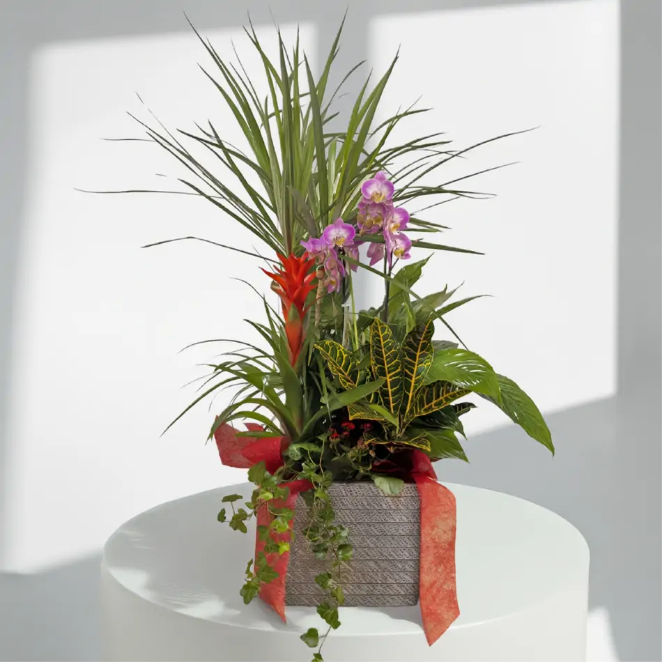 Elegante composición de plantas premium