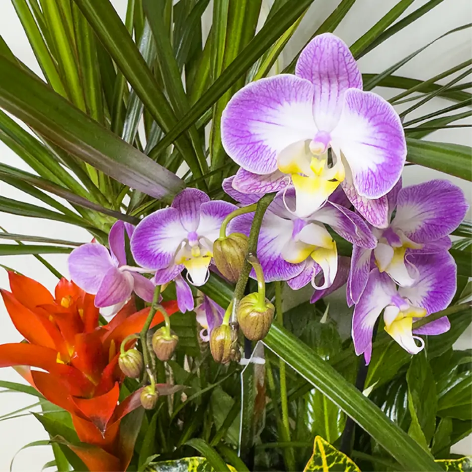 Elegante composición de plantas premium