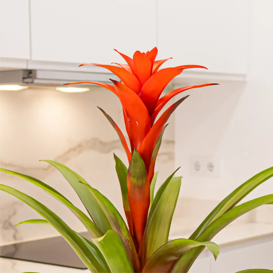 Guzmania