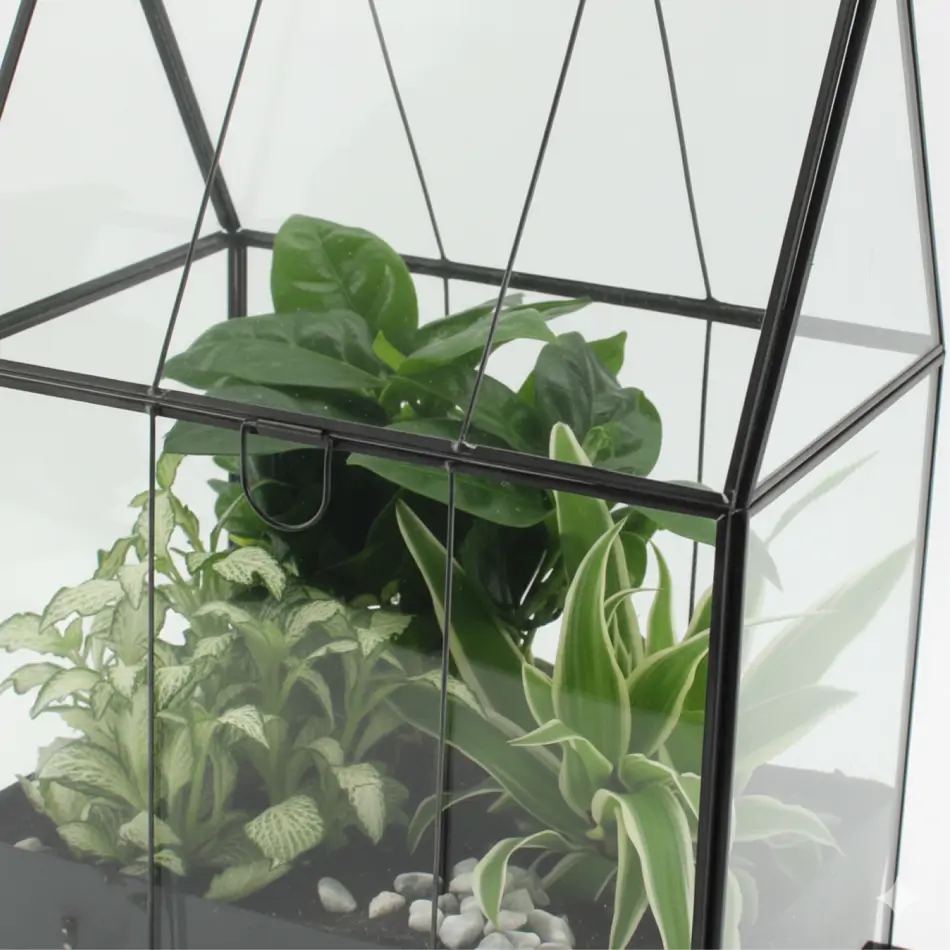 Invernadero con mini plantas