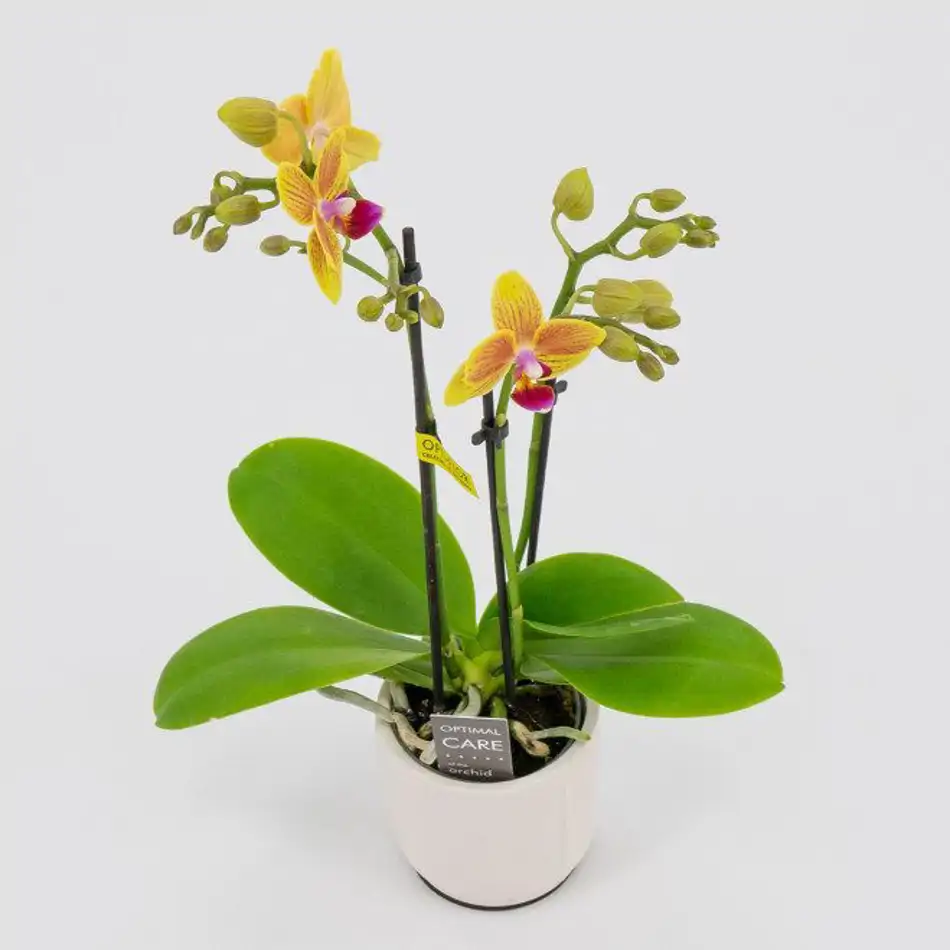 Mini phalaenopsis