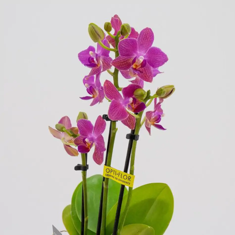 Mini phalaenopsis