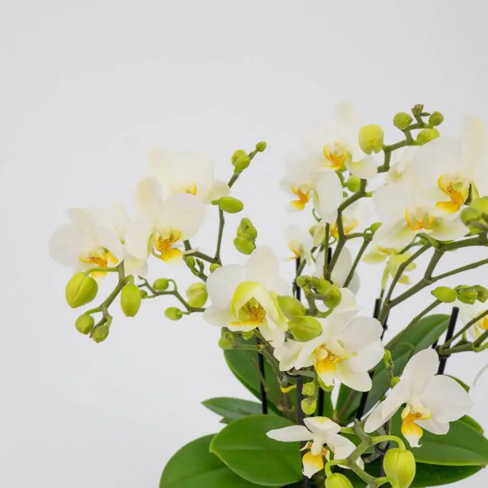Mini phalaenopsis ceràmica