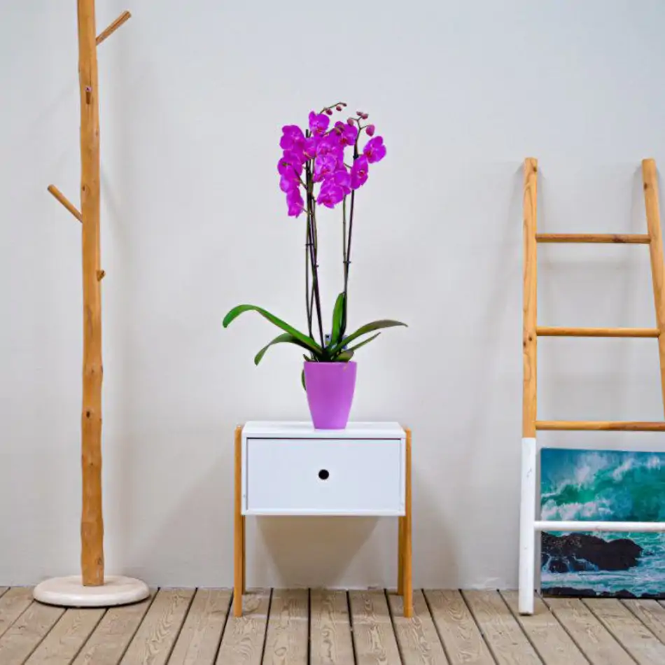 Phalaenopsis en tiesto decorativo