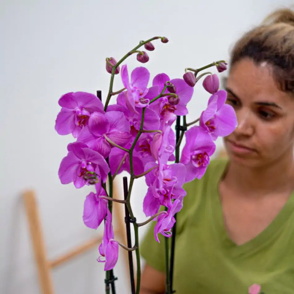 Phalaenopsis en tiesto decorativo