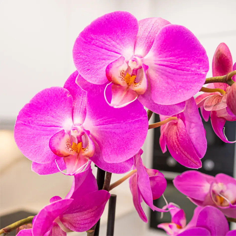 Phaleanopsis fucsia en base cerámica fucsia