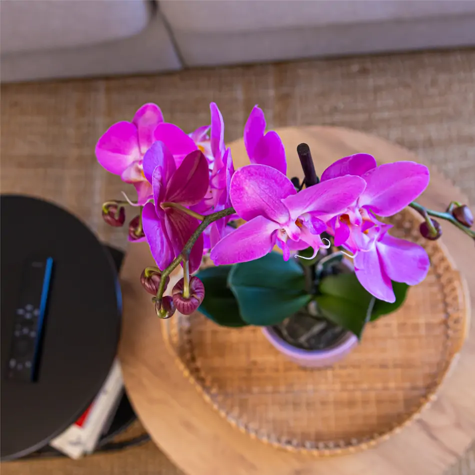 Phaleanopsis fucsia en base cerámica fucsia