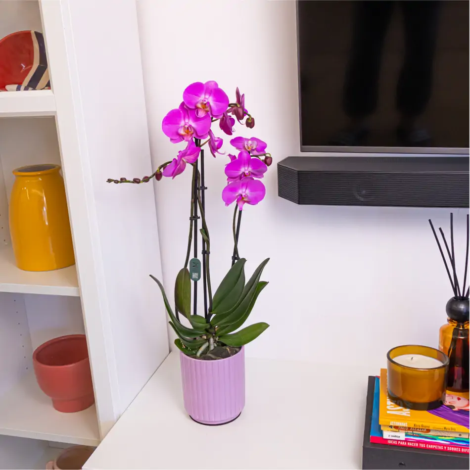 Phaleanopsis fucsia en base cerámica fucsia