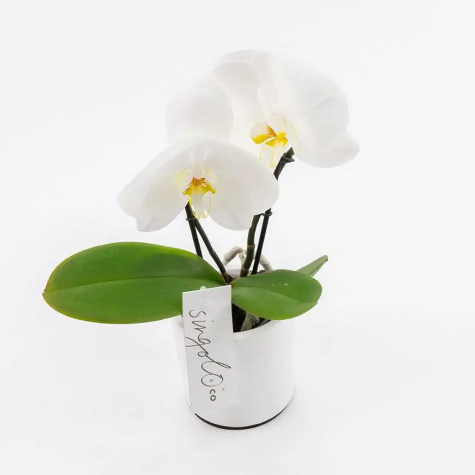 Phalaenopsis XXL 2 flors