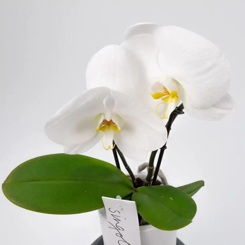 Phalaenopsis XXL 2 flors