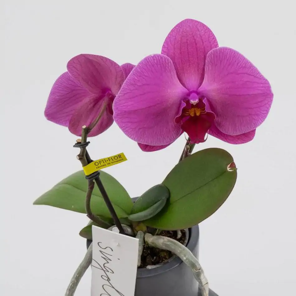 Phalaenopsis XXL 2 flors