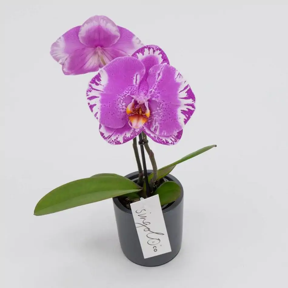 Phalaenopsis XXL 2 flors