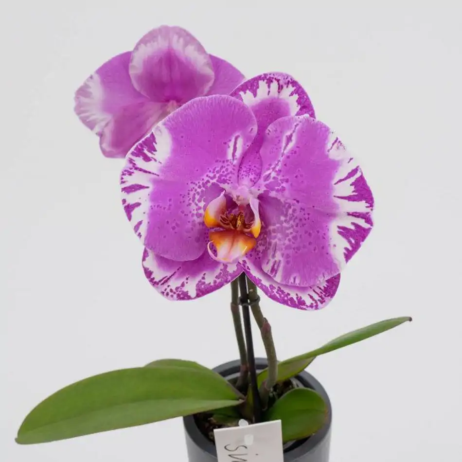 Phalaenopsis XXL 2 flors