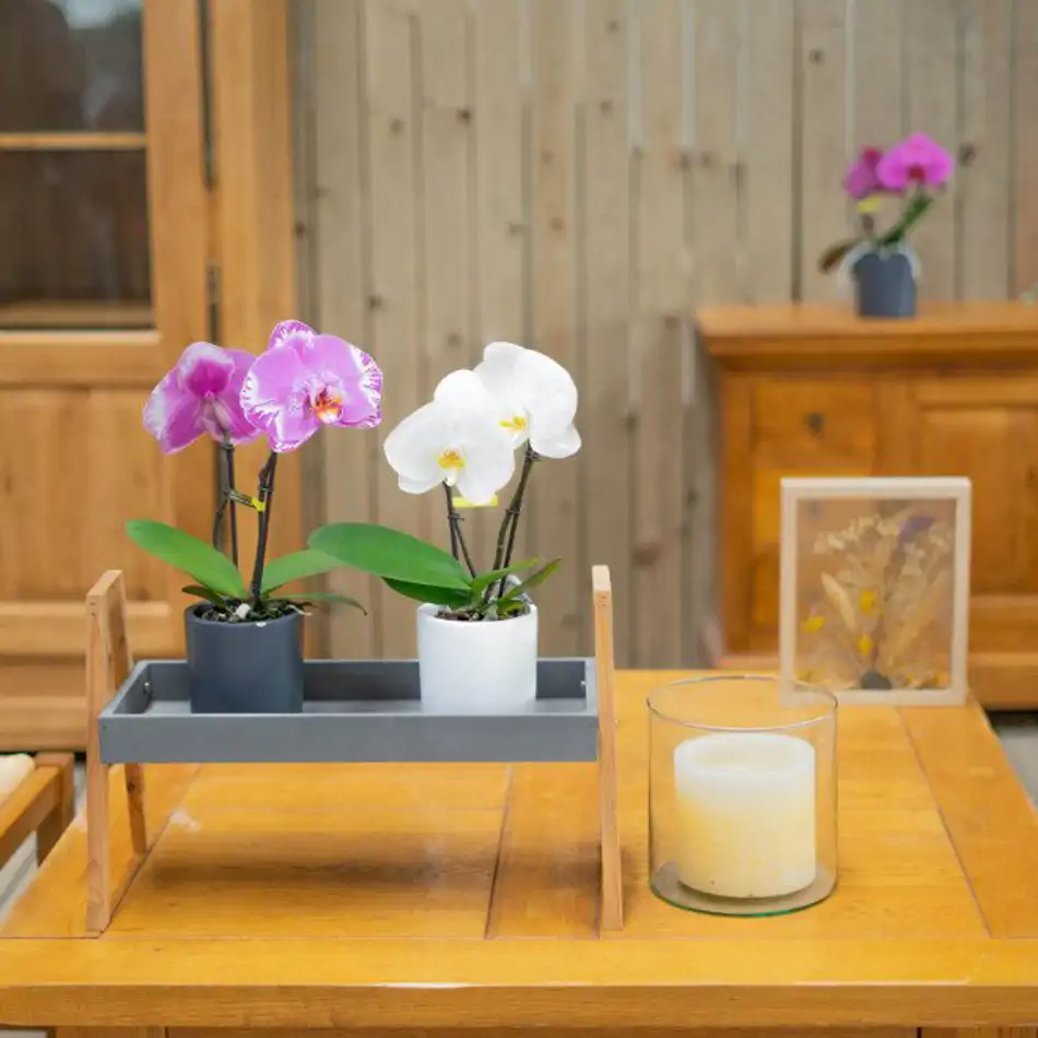 Phalaenopsis XXL 2 flors