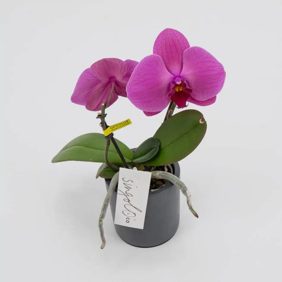 Phalaenopsis XXL 2 flors