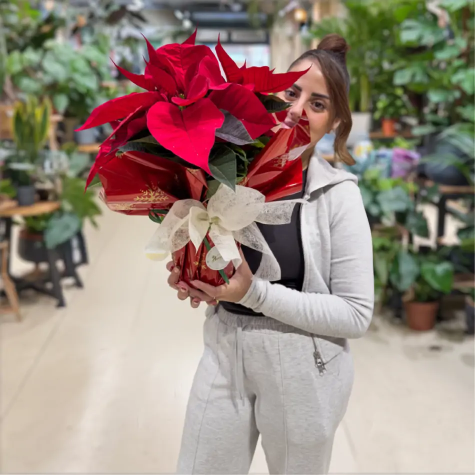 Planta de Navidad (Varios tamaños)