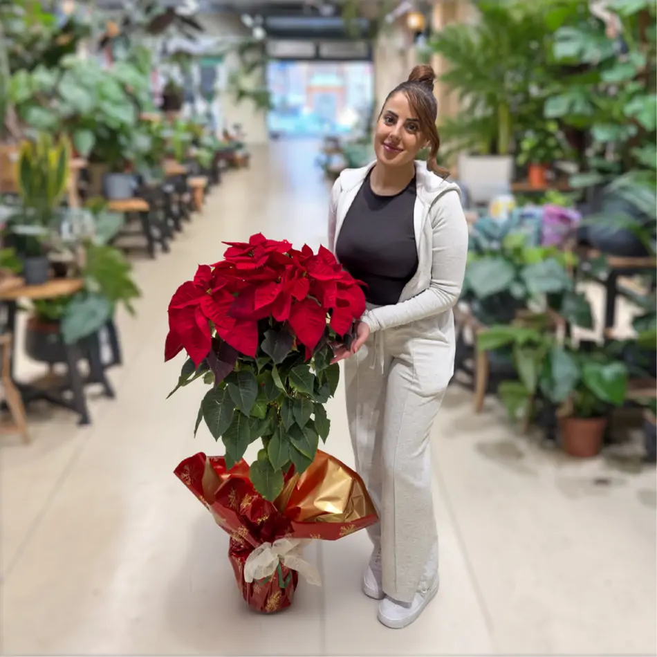 Poinsettia árbol