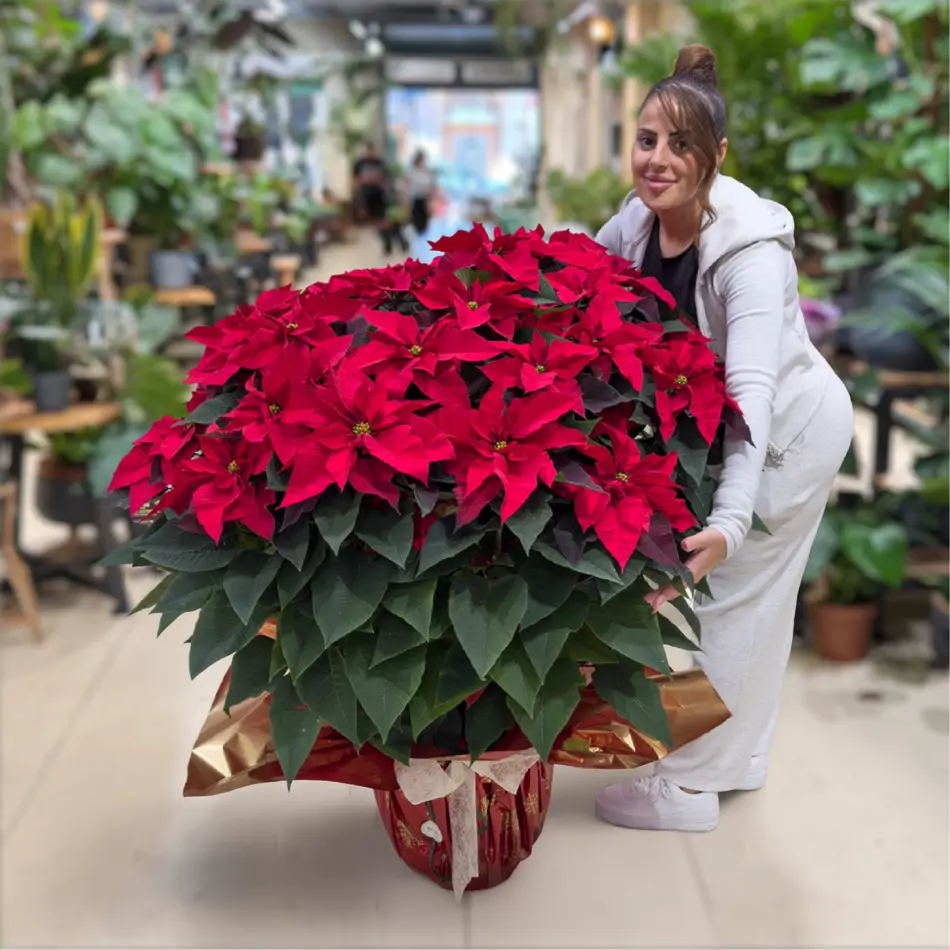 Poinsettia XL