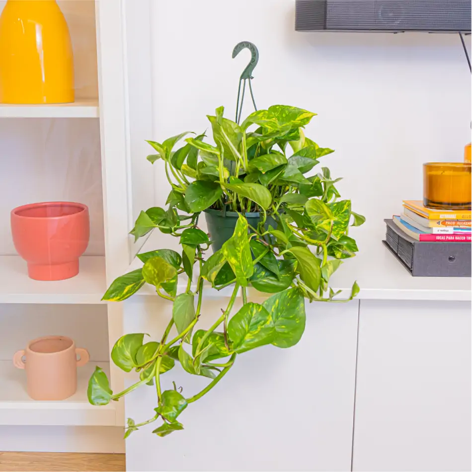 Pothos colgar