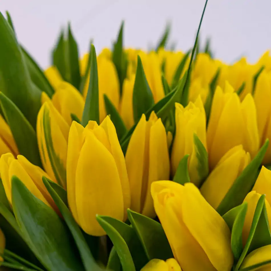 Ramo de 101 tulipanes en base de cristal