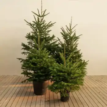 Comprar Abeto Natural sin raíz  2-2.25 en Barcelona