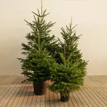 Comprar Abeto Natural sin raíz 1.25-1.50m en Barcelona