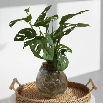 Comprar Andsansonii acuático en Barcelona