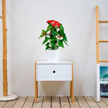 Comprar Anthurium en Barcelona