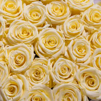 Comprar Caja de 24 rosas preservadas en Barcelona