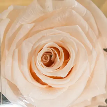 Comprar ROSA PRESERVADAS en Barcelona