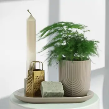 Comprar Caja regalo de planta y esencias aromáticas en Barcelona