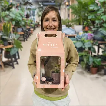 Comprar Caja regalo de planta y esencias aromáticas en Barcelona