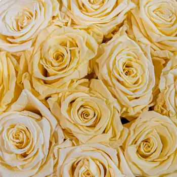 Comprar Caja de rosas preservada grande en Barcelona