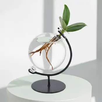 Comprar Clusia acuática en Barcelona