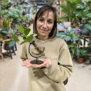 Comprar Clusia acuática en Barcelona