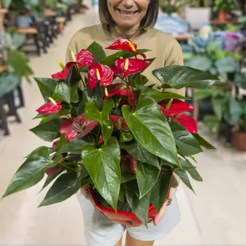 Comprar Composición de planta de anthurium en tarrina en Barcelona