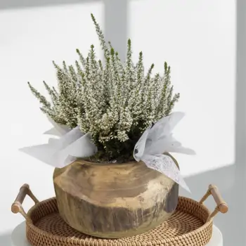 Comprar Composición rústica de callunas en Barcelona