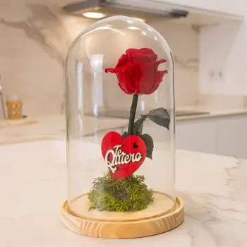 Comprar Cúpula de cristal con rosa liofilitzada en kokedama en Barcelona