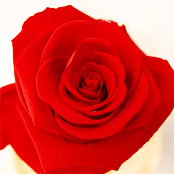 Comprar Cúpula de cristal con rosa liofilitzada en kokedama en Barcelona