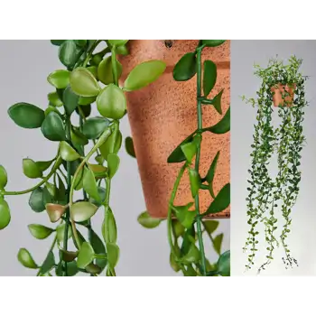 Comprar Dischidia en Barcelona