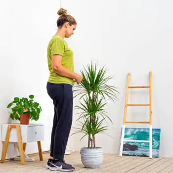 Comprar Dracaena Marginata en Barcelona